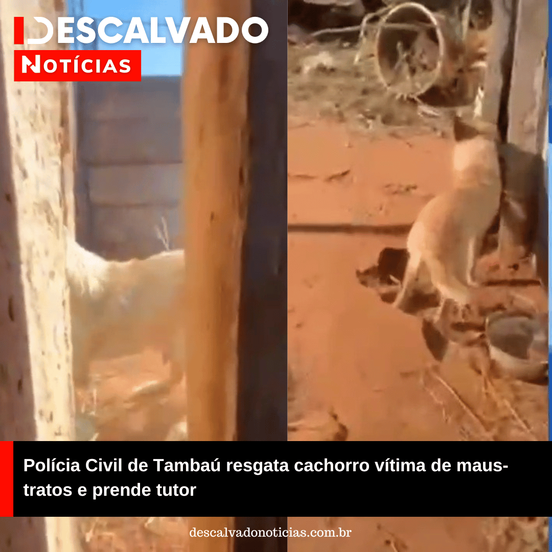 Polícia Civil de Tambaú resgata cachorro vítima de maus-tratos e prende tutor
