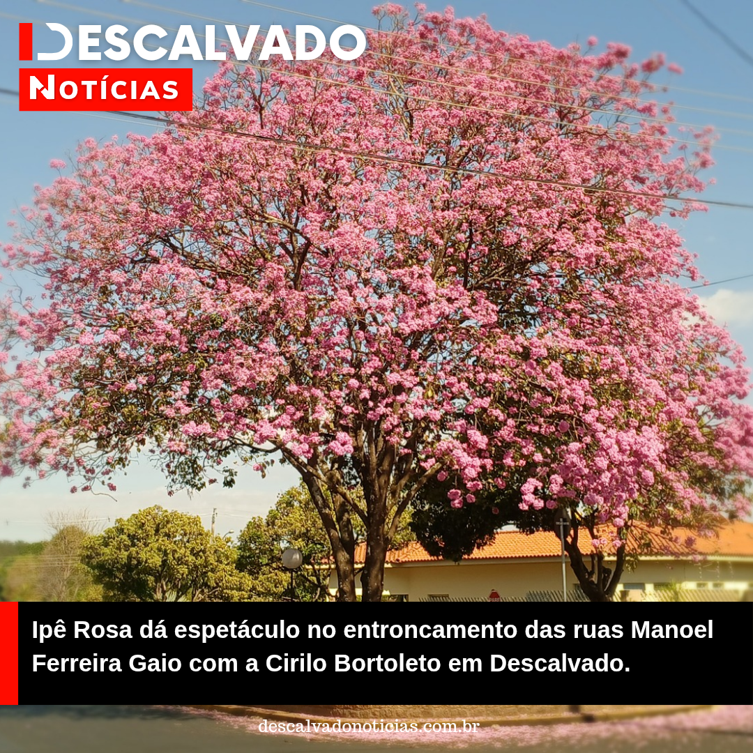 Ipê Rosa dá espetáculo no entroncamento das ruas Manoel Ferreira Gaio com a Cirilo Bortoleto em Descalvado.